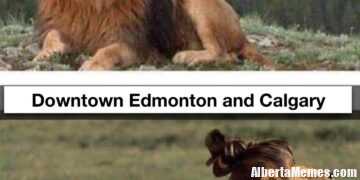 Alberta lion with pony tail