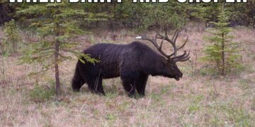 banff jasper mixed animal meme