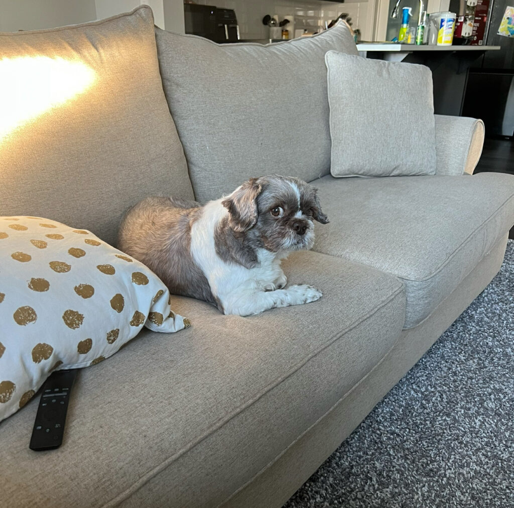 I Asked My Dog If He Wants to Move to Ontario