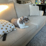 I Asked My Dog If He Wants to Move to Ontario