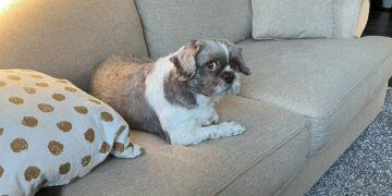 I Asked My Dog If He Wants to Move to Ontario