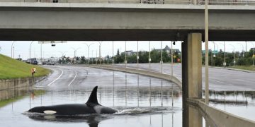 Killer Whale Spotted on Flooded Anthony Henday After 2 Days of Rain