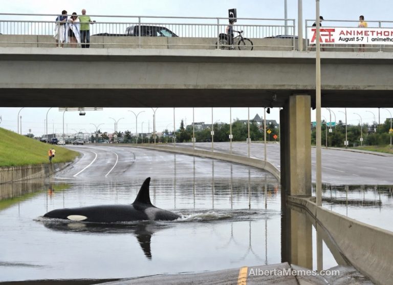 Killer Whale Spotted on Flooded Anthony Henday After 2 Days of Rain
